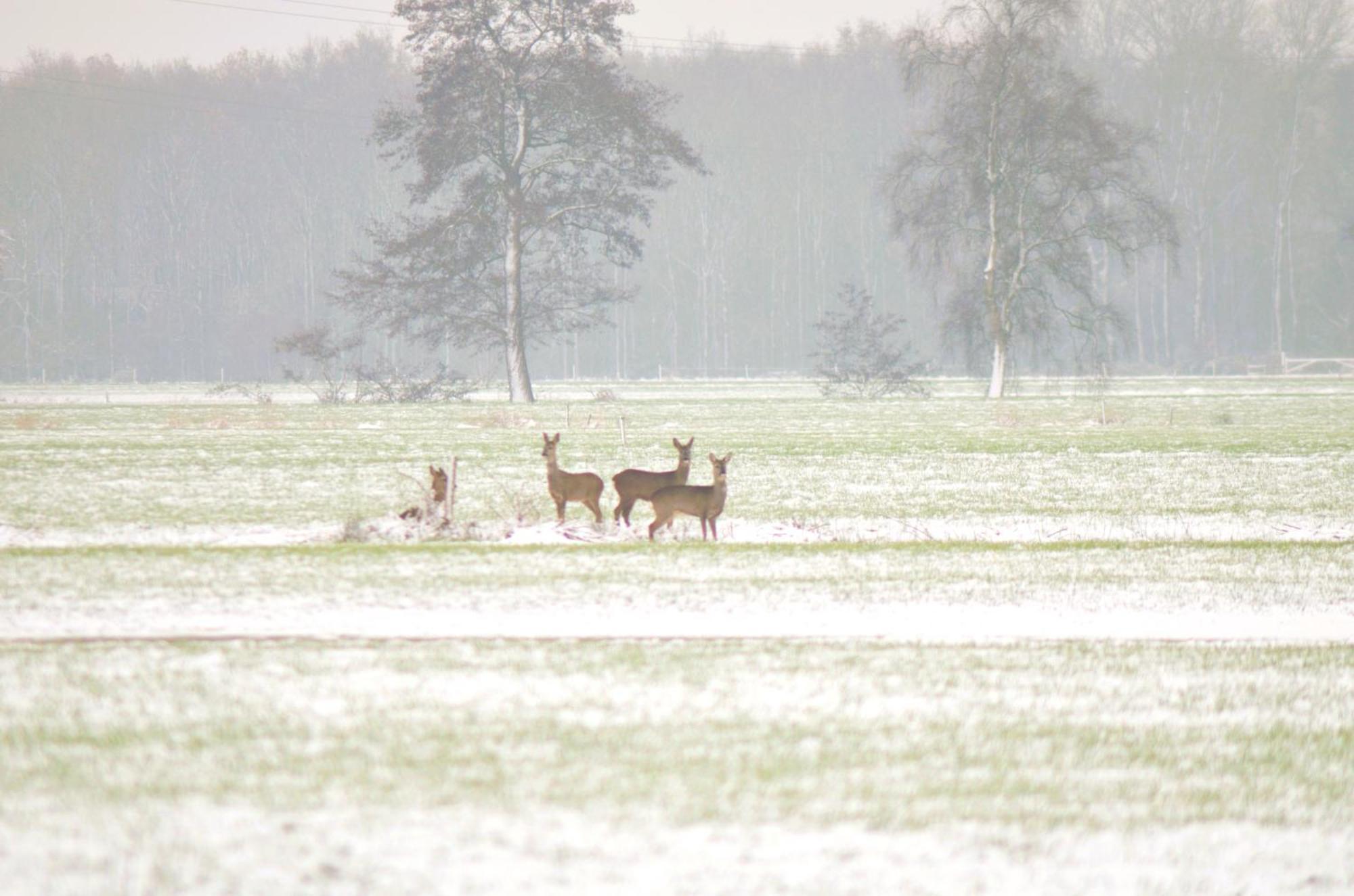 Prive In Een Bosrijke Omgeving Welkom Bij Gastenverblijf Het Ontsnapte Schaap In Jubbega Eksteriør billede